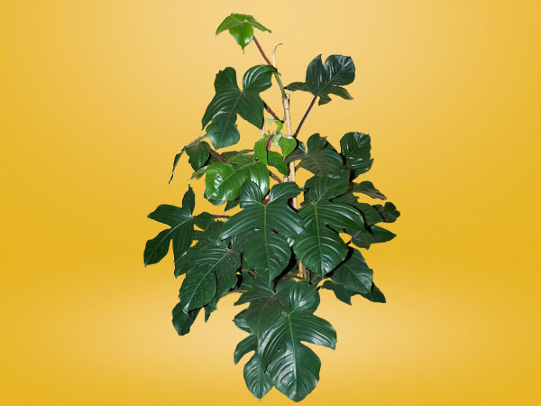 Things To Know About The Pedatum Philodendron post thumbnail image