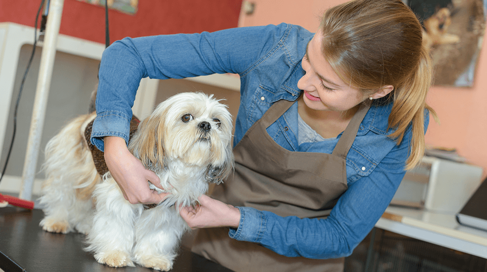 The Benefits of Franchising Your Pet Business post thumbnail image