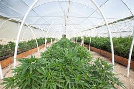 Growing Your cannabis Business through cannabis Real Estate Investment Opportunities post thumbnail image