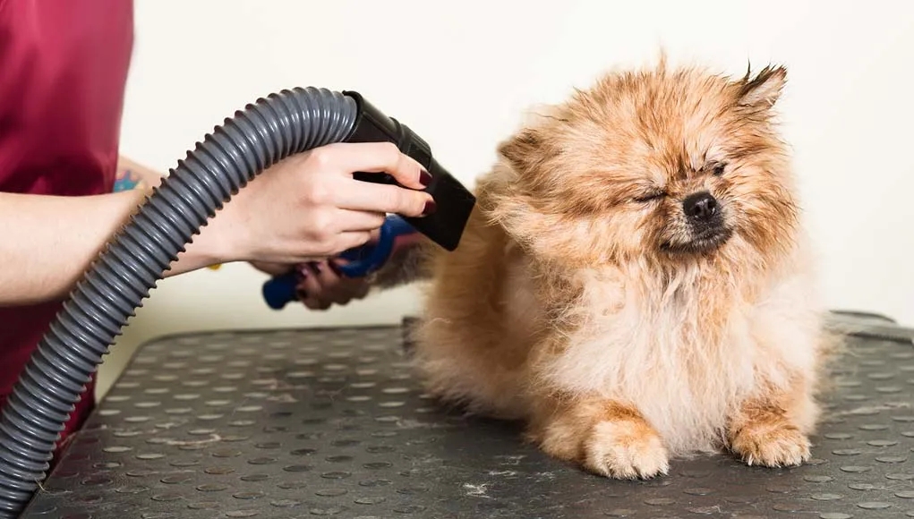 The Ultimate Guide to the Best At-Home Dog Blow Dryer post thumbnail image